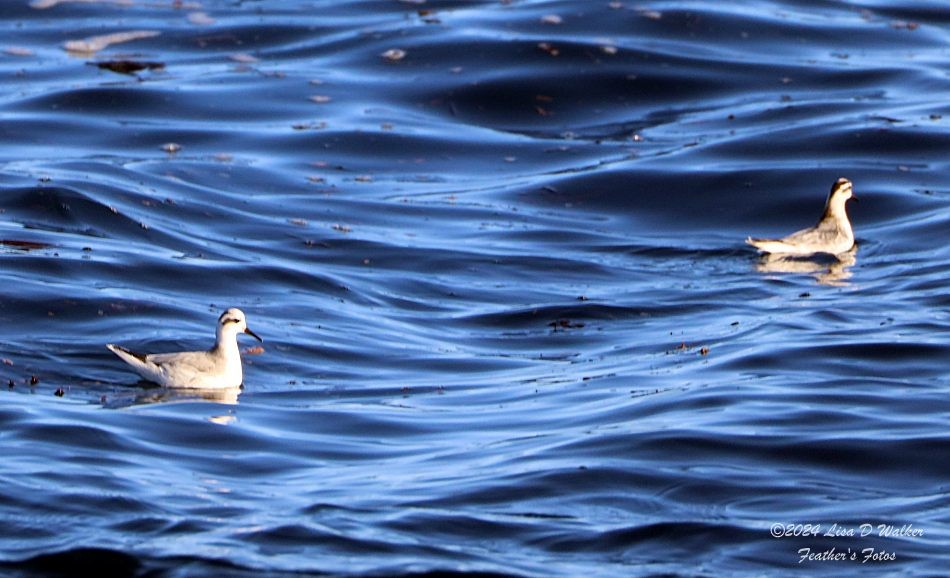 Red Phalarope - ML626812724