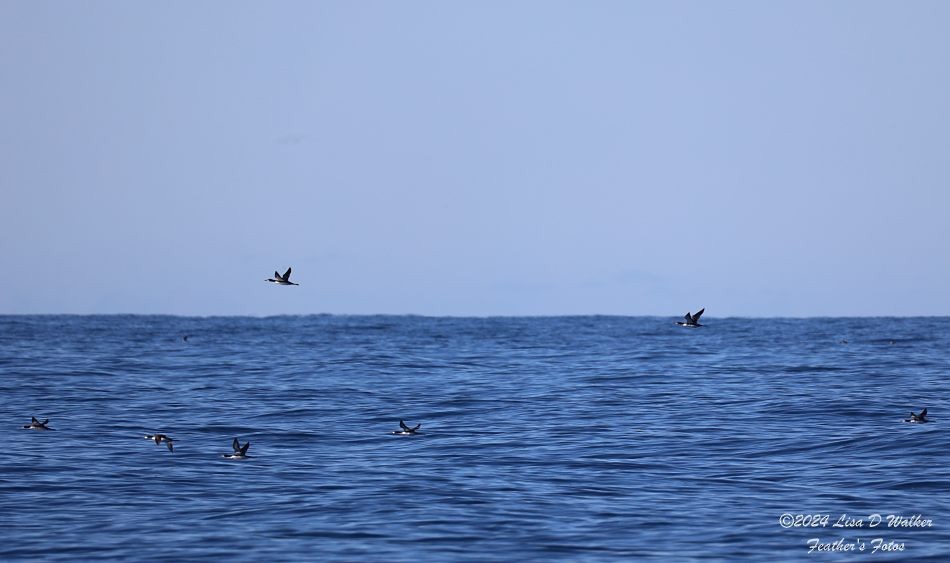 Pacific Loon - ML626812830