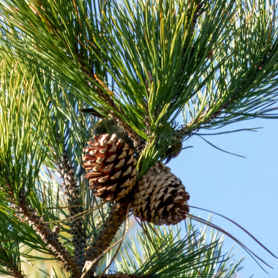 White-winged Crossbill - ML626812920