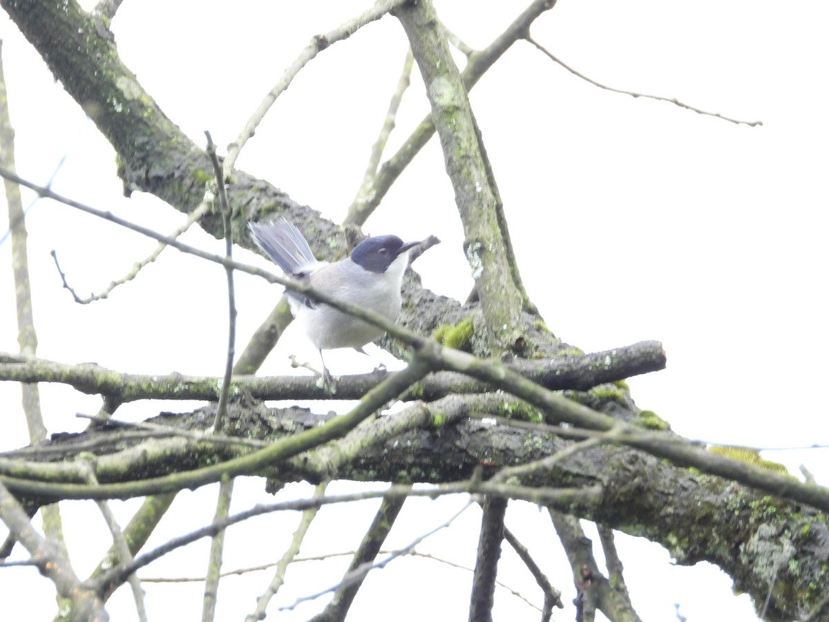 Black-headed Sibia (Black-headed) - ML626812941