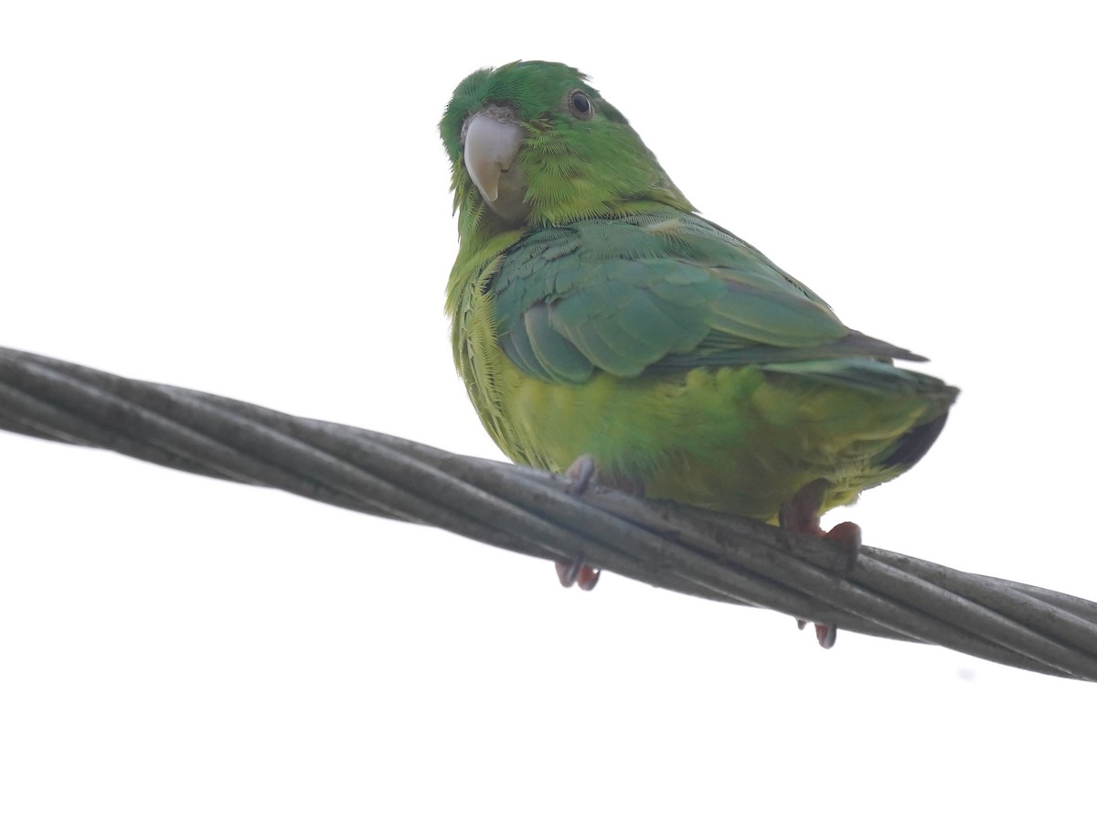 Riparian Parrotlet - ML626813019