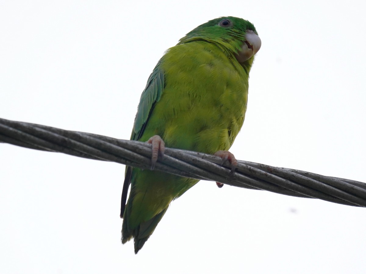 Riparian Parrotlet - ML626813020