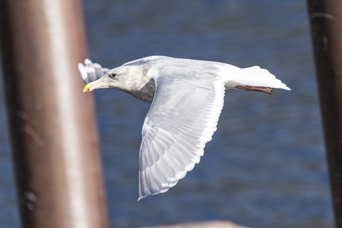 Glaucous-winged Gull - ML626813162