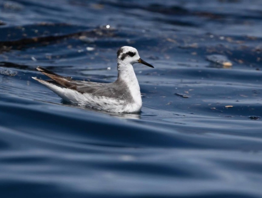 Red Phalarope - ML626813477