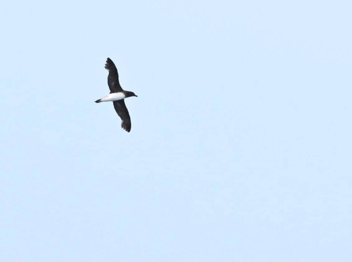 Tahiti Petrel - ML626813503