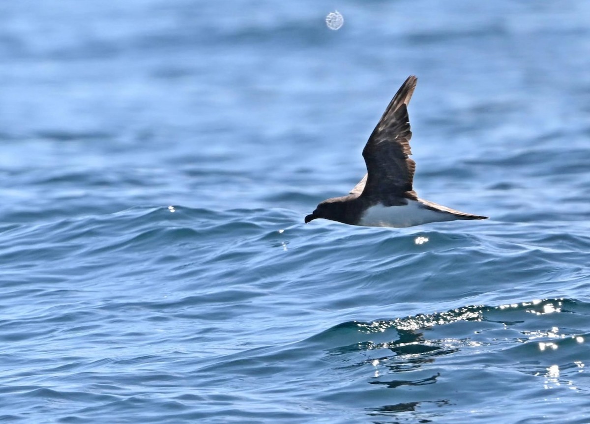 Tahiti Petrel - ML626813504