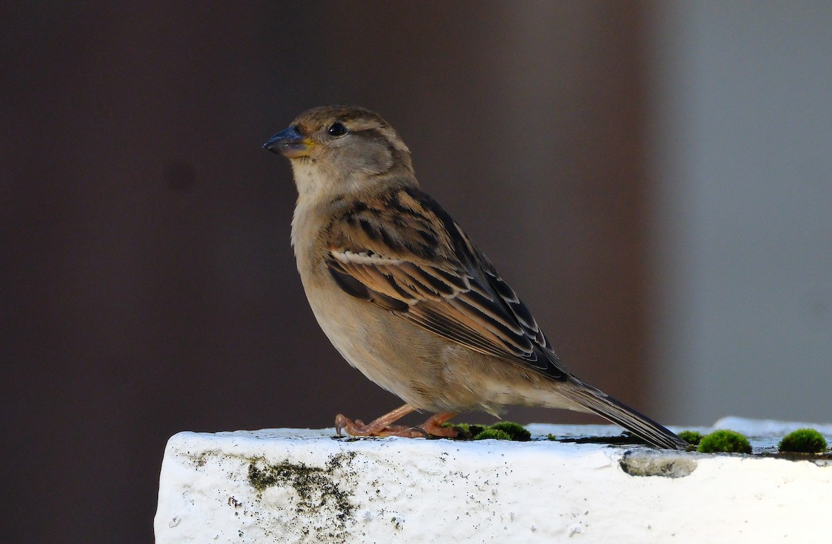 House Sparrow - ML626813681