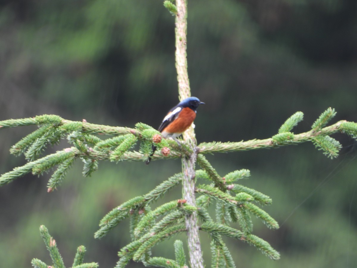 White-throated Redstart - ML626813685