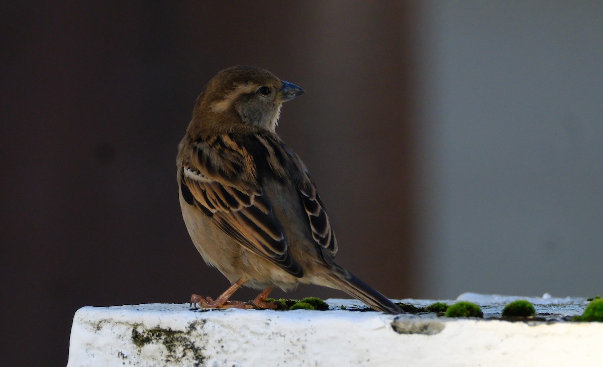 House Sparrow - ML626813695