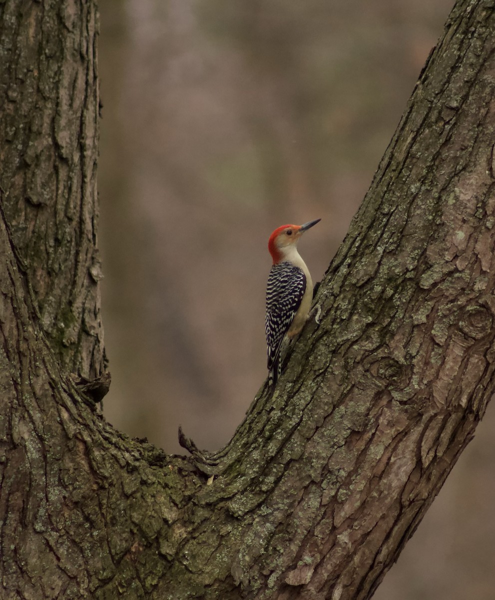 Red-bellied Woodpecker - ML626813886