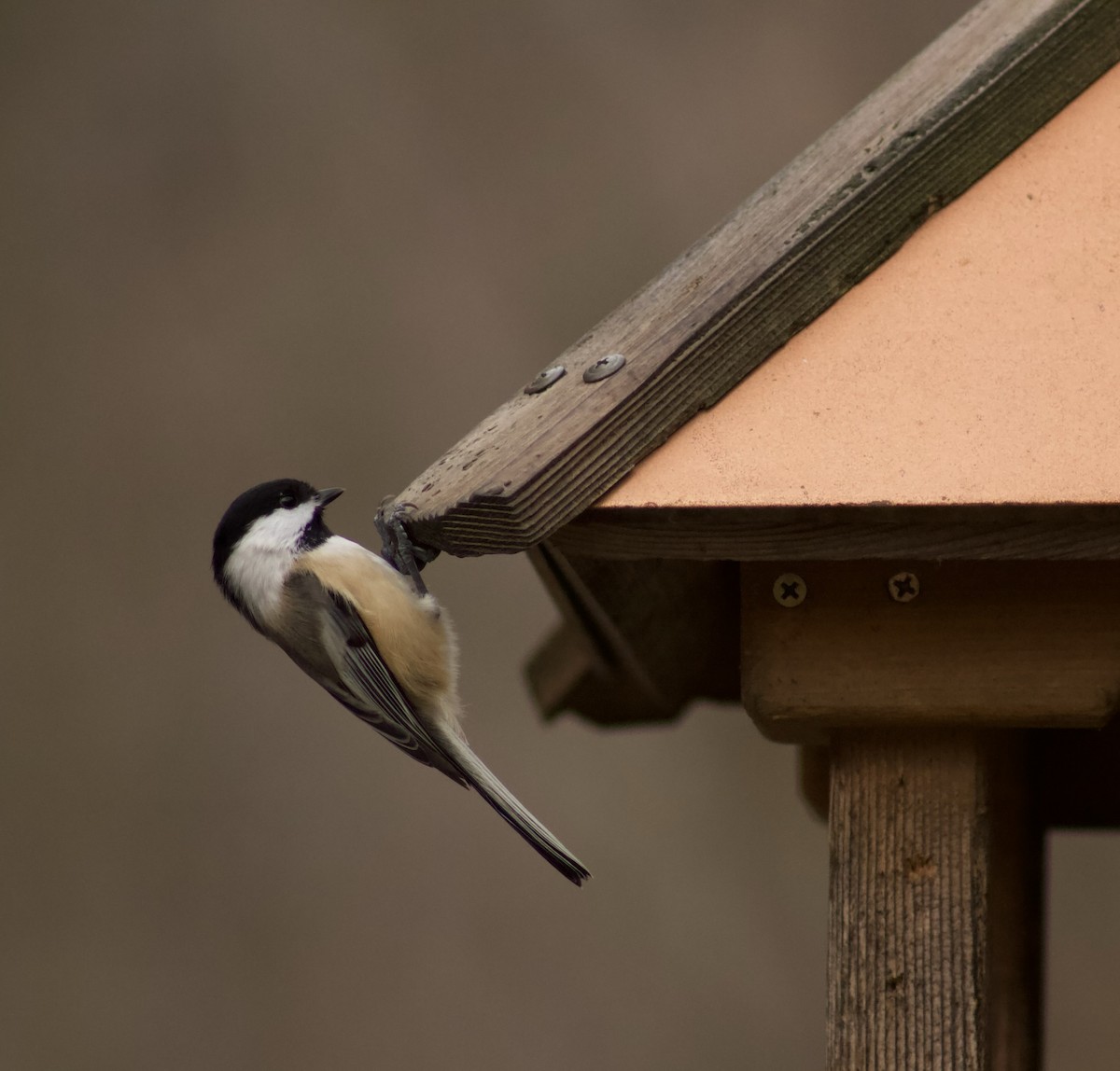 Black-capped Chickadee - ML626813895