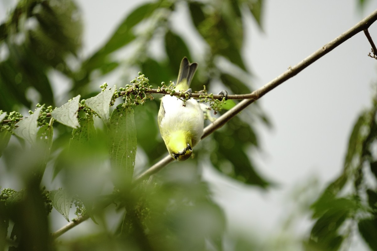 white-eye sp. - ML626813907