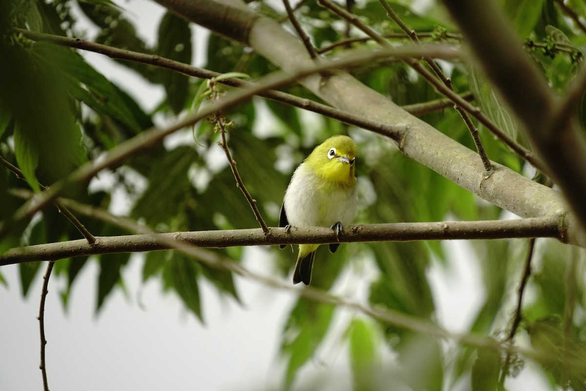 white-eye sp. - ML626813908