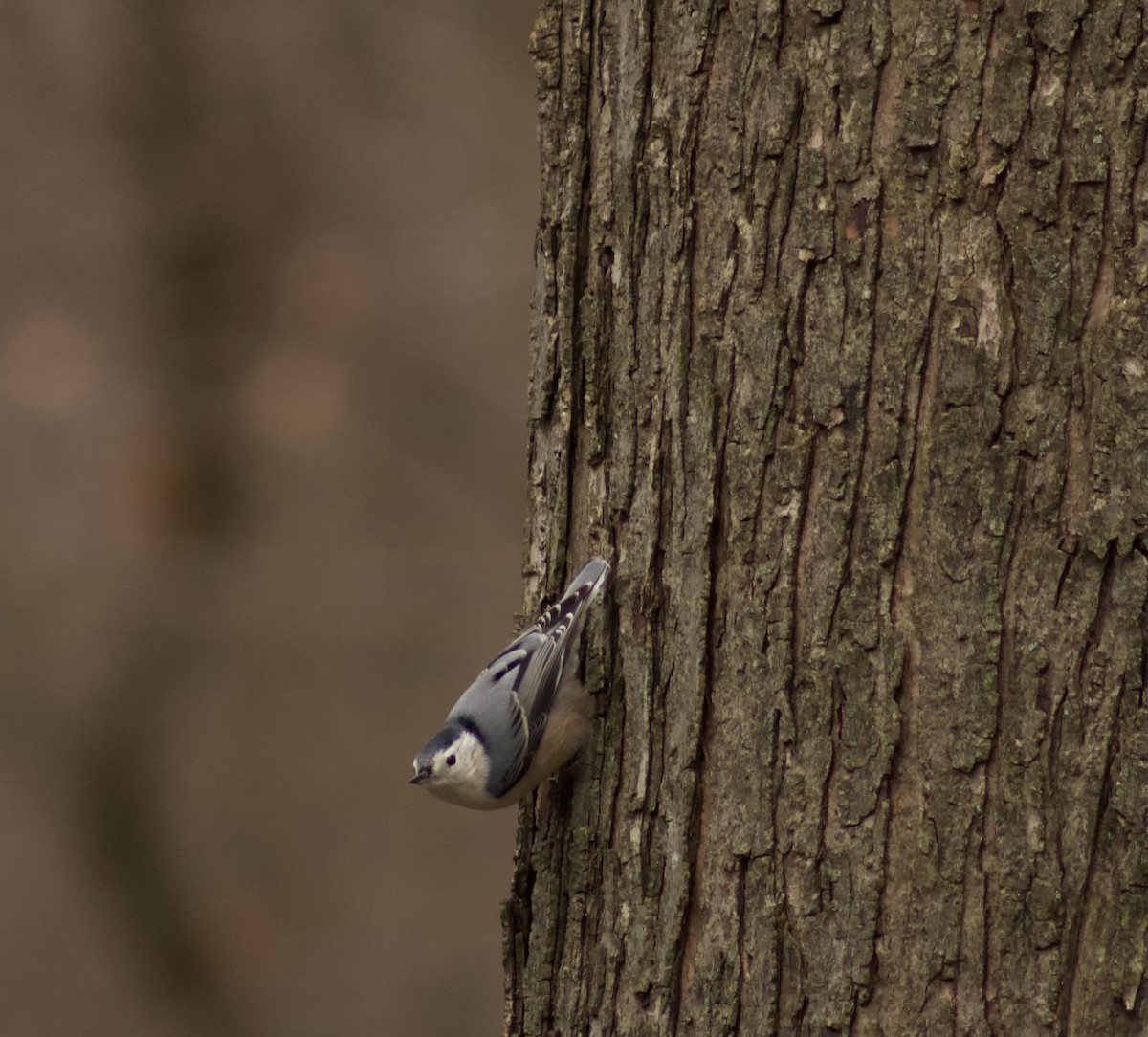 White-breasted Nuthatch - ML626813910