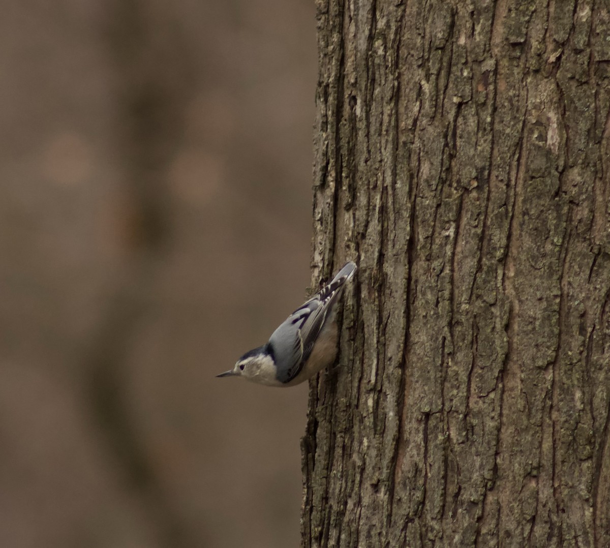 White-breasted Nuthatch - ML626813911