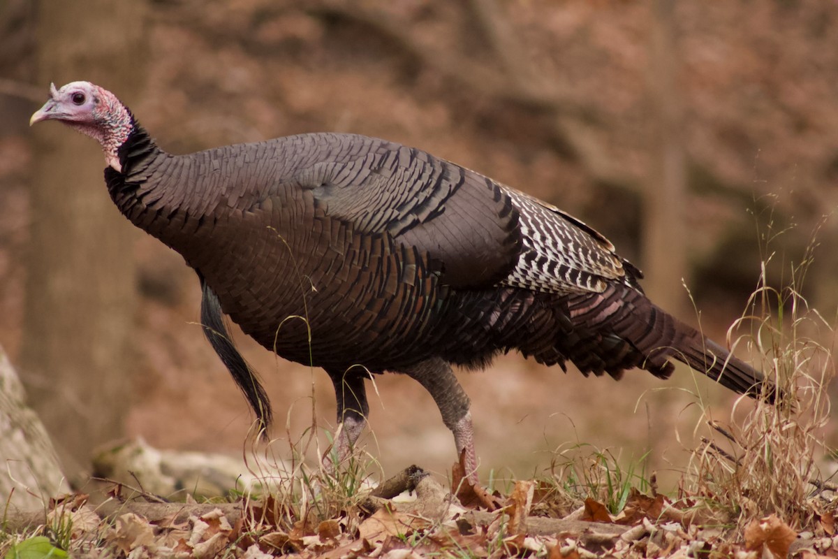 Wild Turkey - ML626814011
