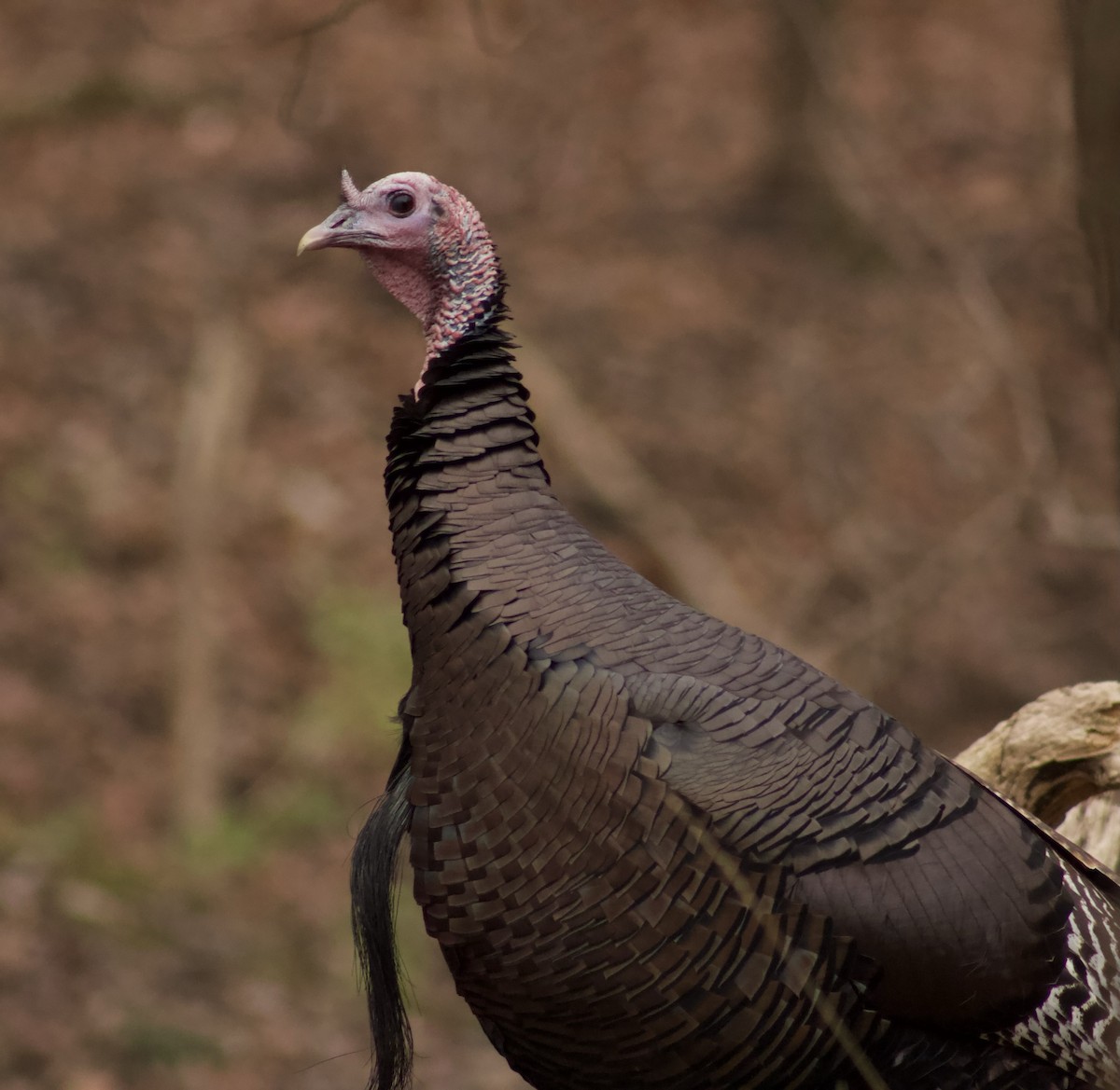 Wild Turkey - ML626814012