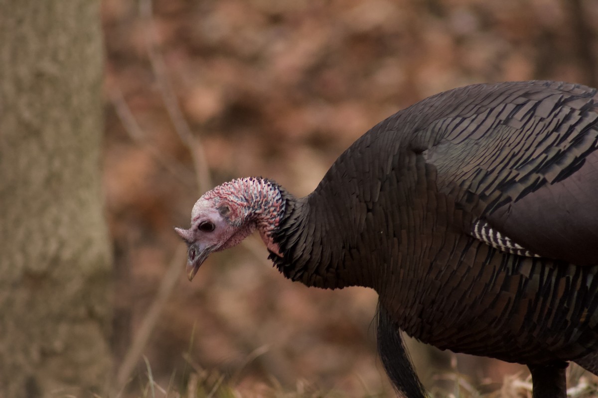 Wild Turkey - ML626814013