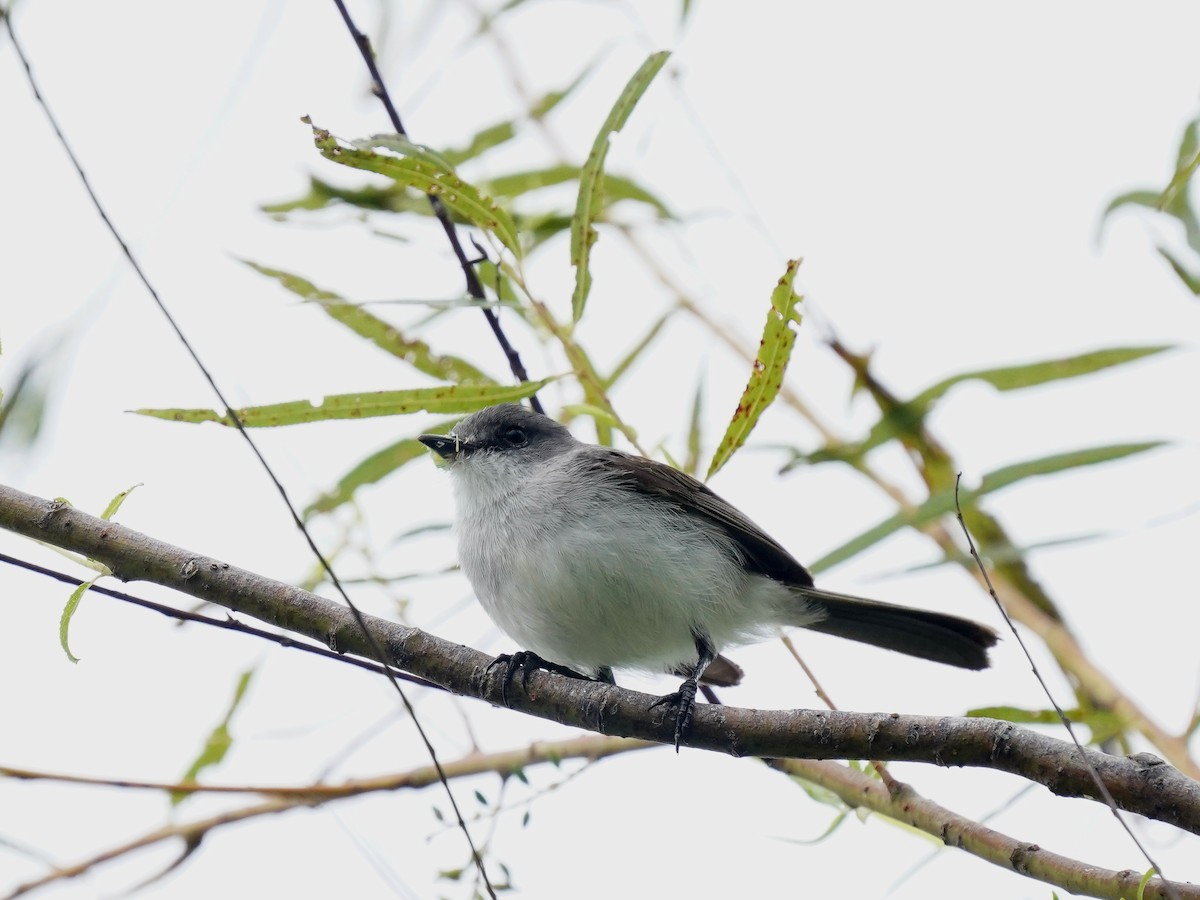 River Tyrannulet - ML626814096