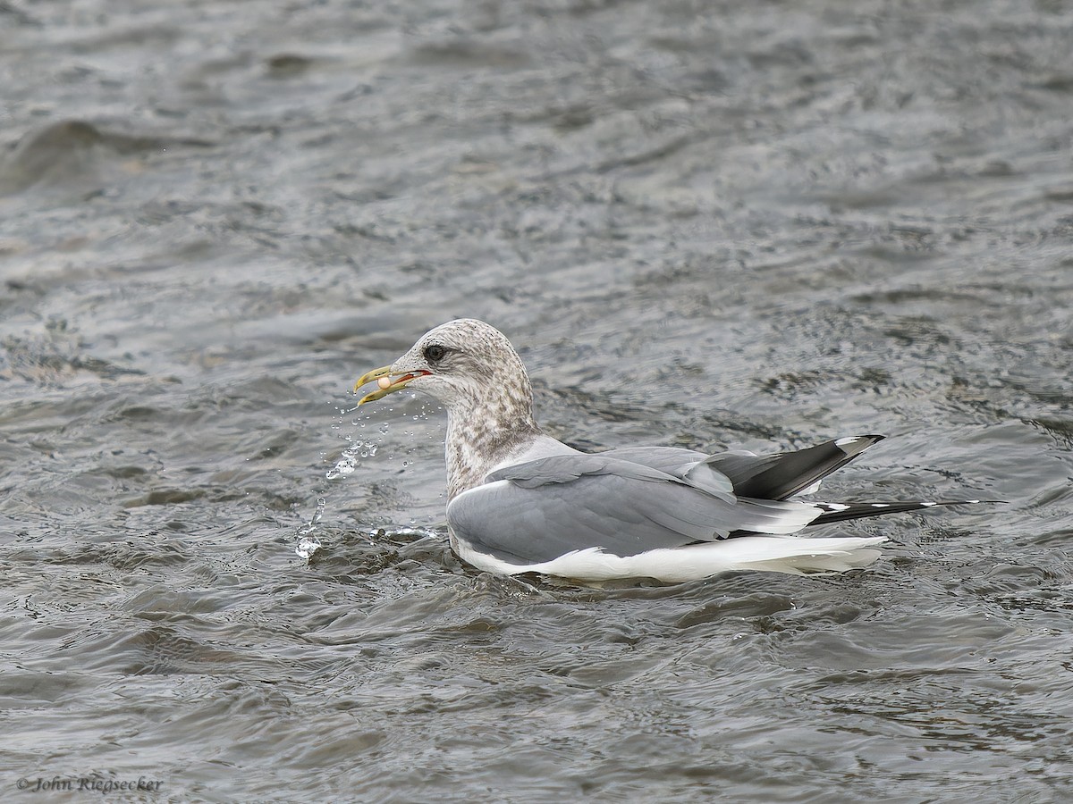 Short-billed Gull - ML626814108