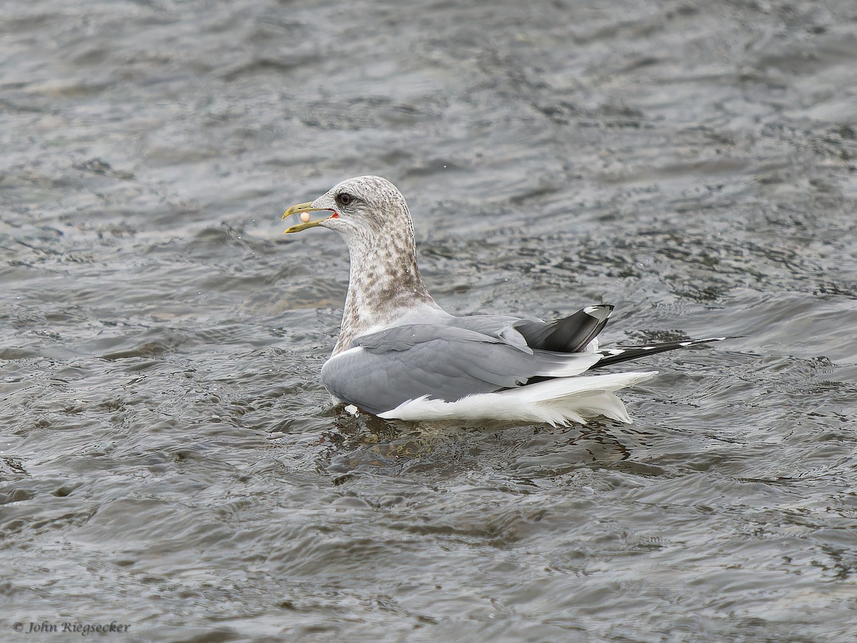 Short-billed Gull - ML626814111