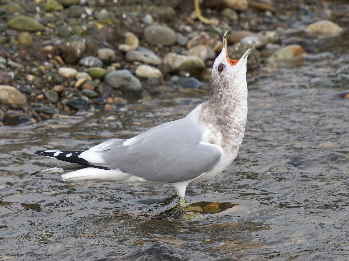 Short-billed Gull - ML626814113