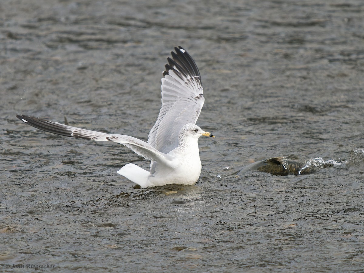 Ring-billed Gull - ML626814142