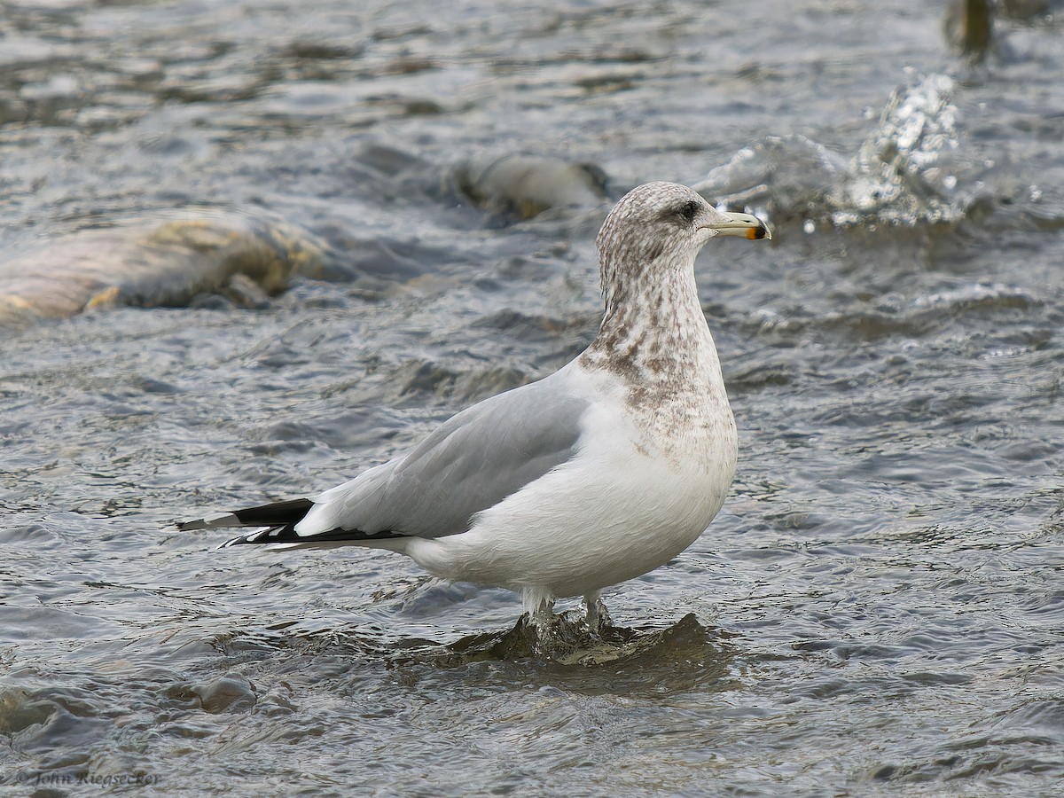California Gull - ML626814148