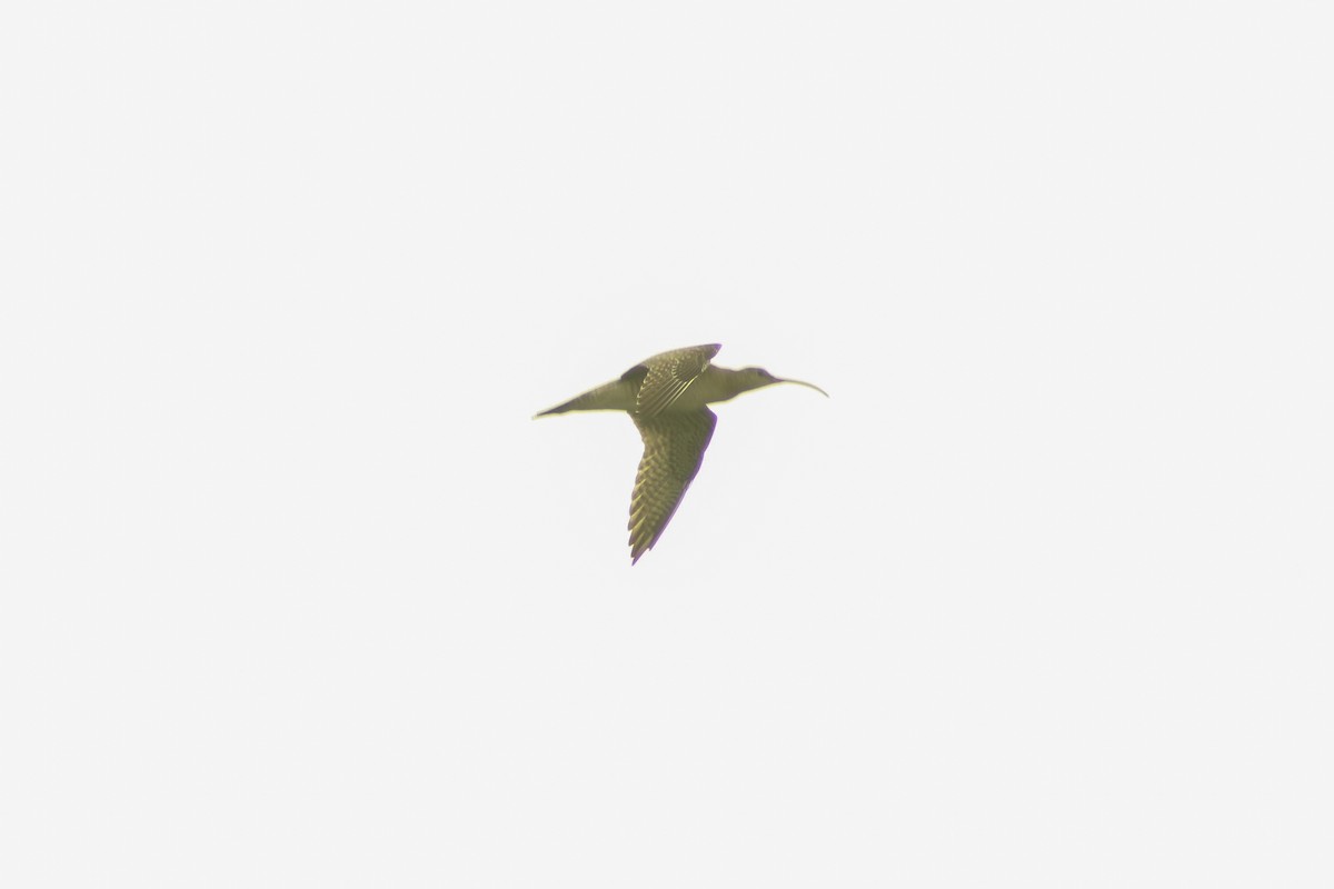 Far Eastern Curlew - ML626814186