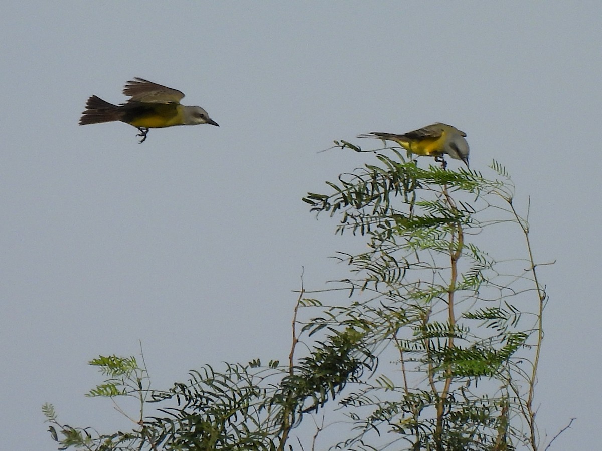 Tropical Kingbird - ML626814384