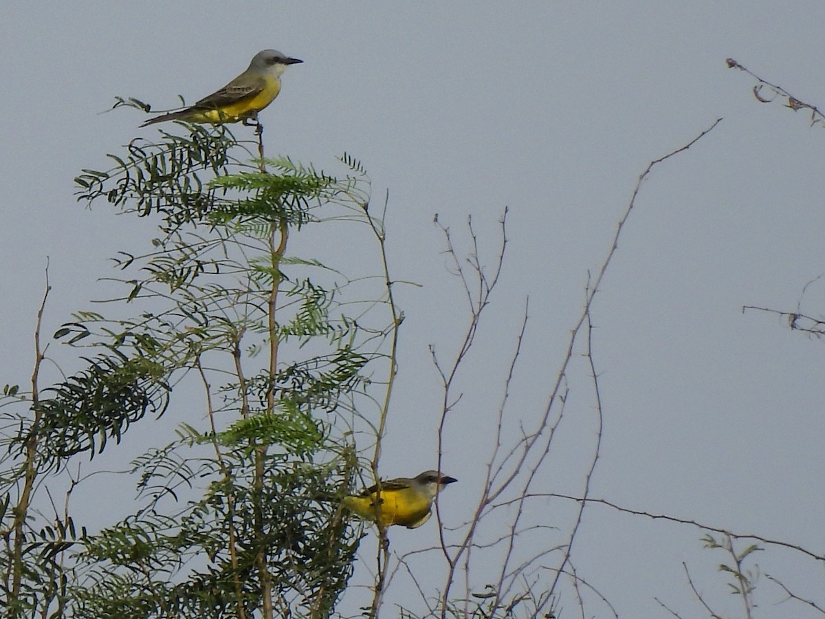 Tropical Kingbird - ML626814385