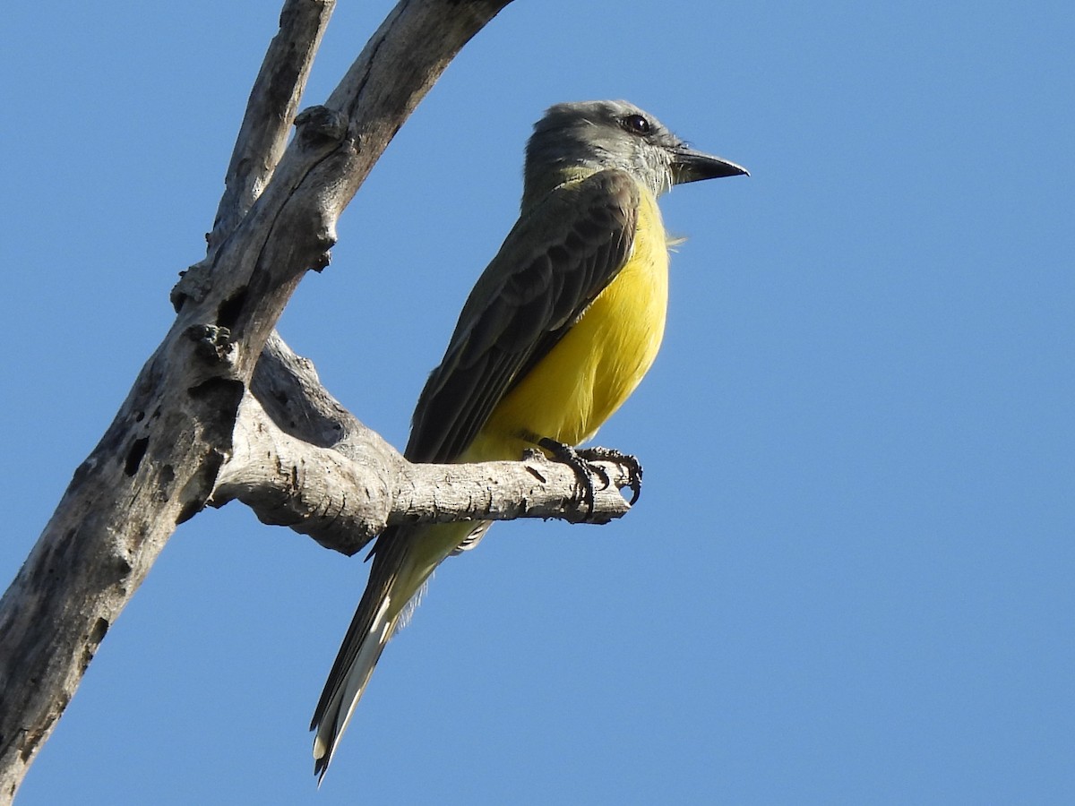 Couch's Kingbird - ML626814394