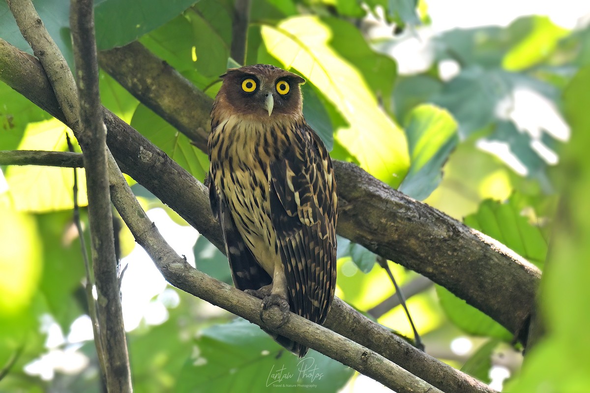 Philippine Eagle-Owl - ML626814396