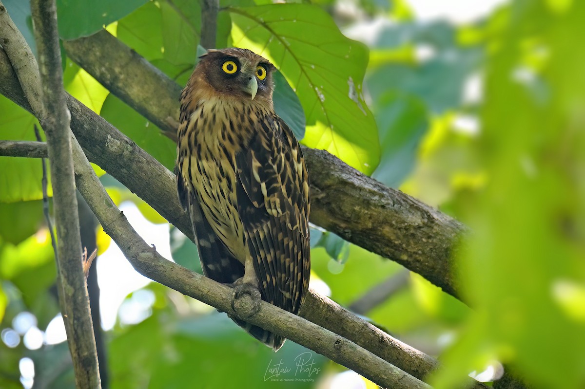 Philippine Eagle-Owl - ML626814397