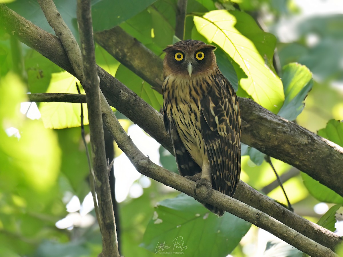 Philippine Eagle-Owl - ML626814398