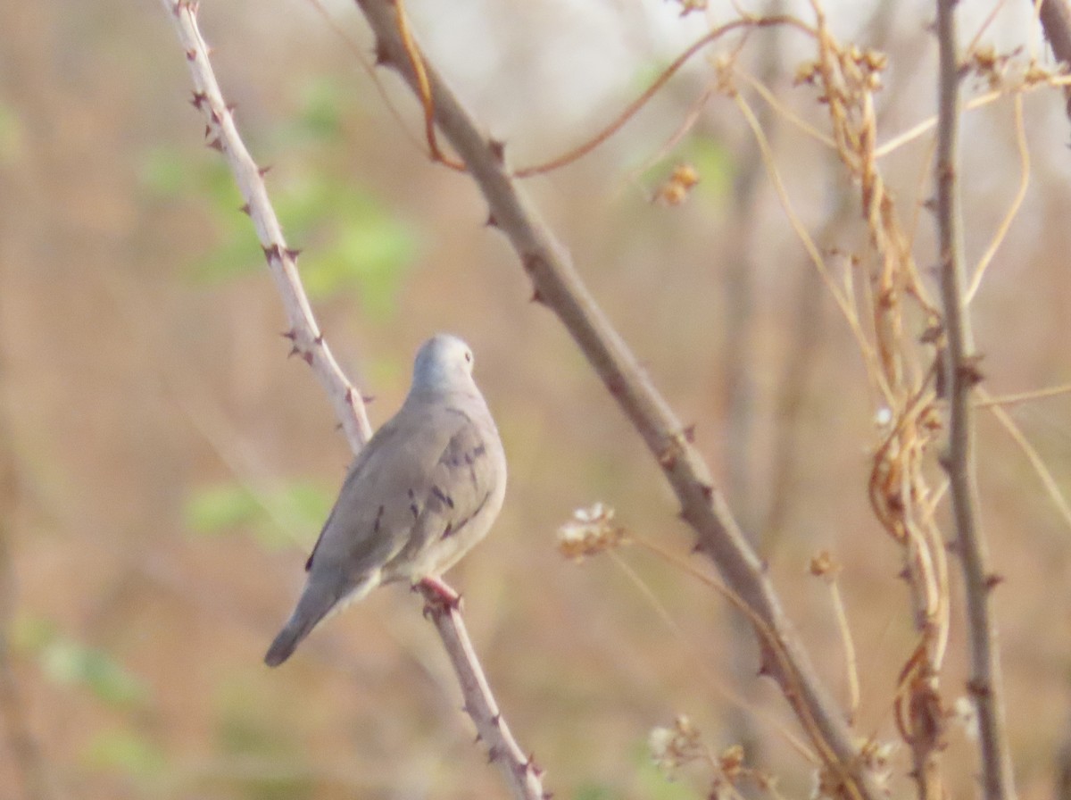 Plain-breasted Ground Dove - ML626814600