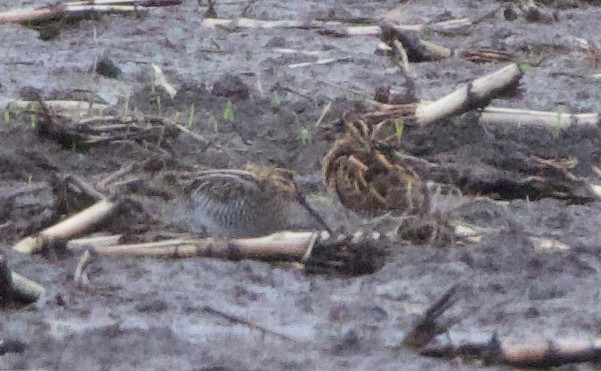 Common/Wilson's Snipe - ML626814618