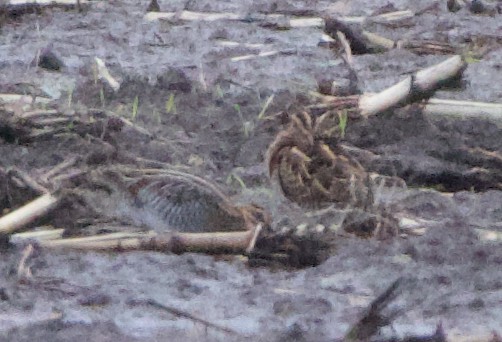Common/Wilson's Snipe - ML626814619