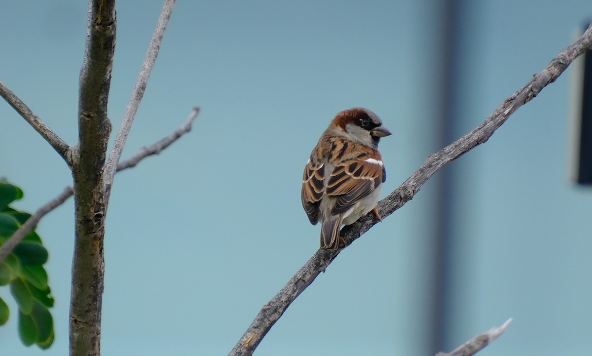 House Sparrow - ML626814722