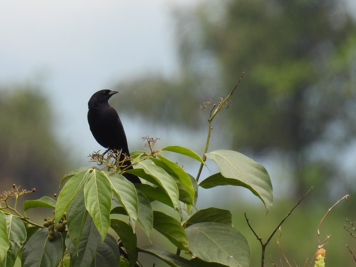 Shiny Cowbird - ML626814838