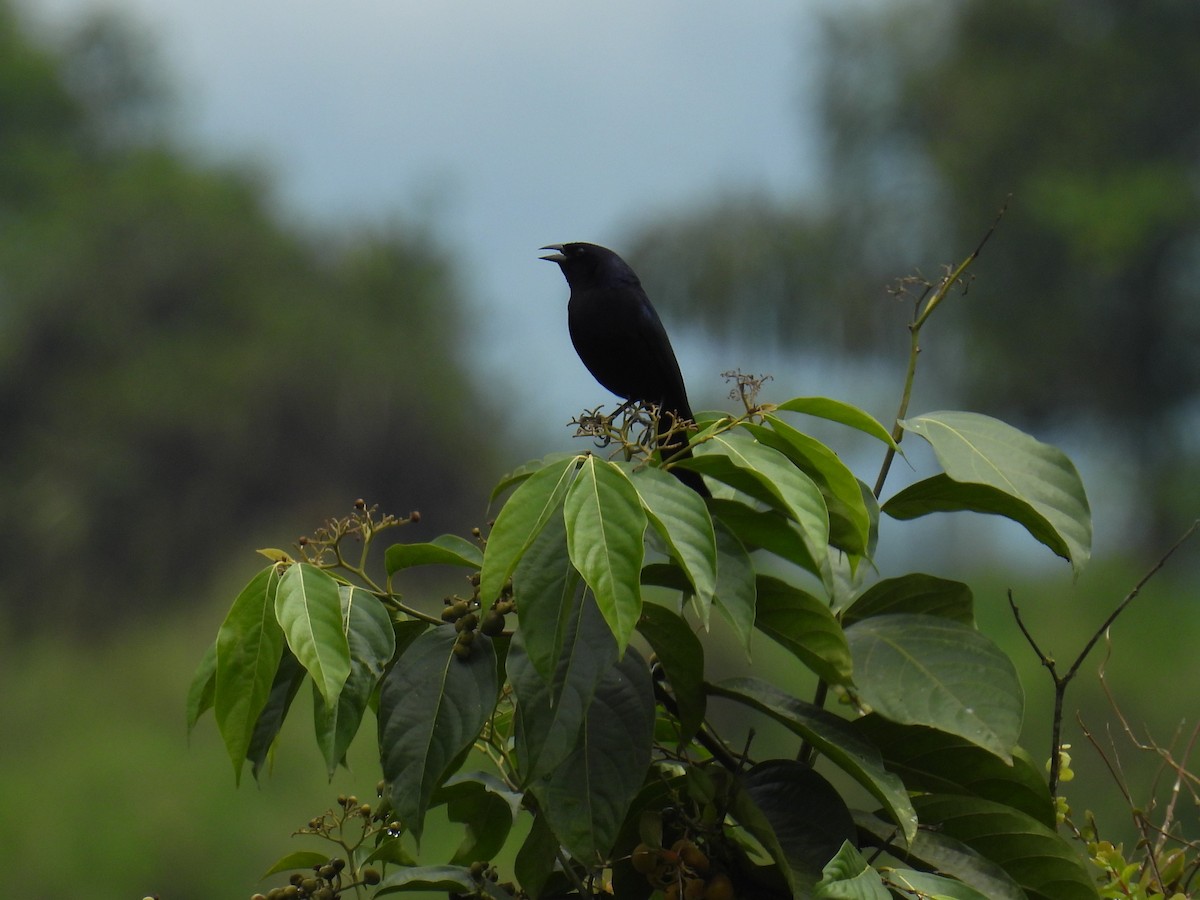 Shiny Cowbird - ML626814839