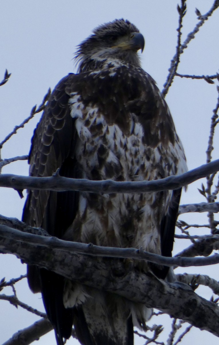 Bald Eagle - ML626814848