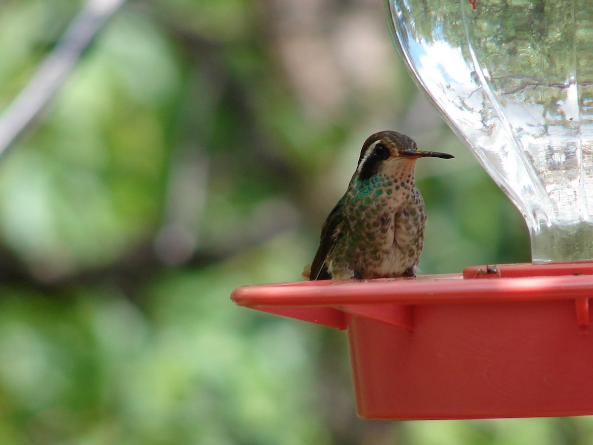 White-eared Hummingbird - ML62681521