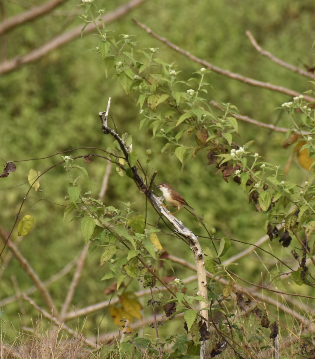 Yellow-eyed Babbler - ML626815251