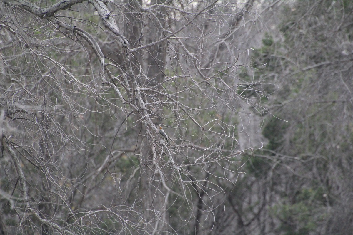 Golden-fronted Woodpecker - ML626815254