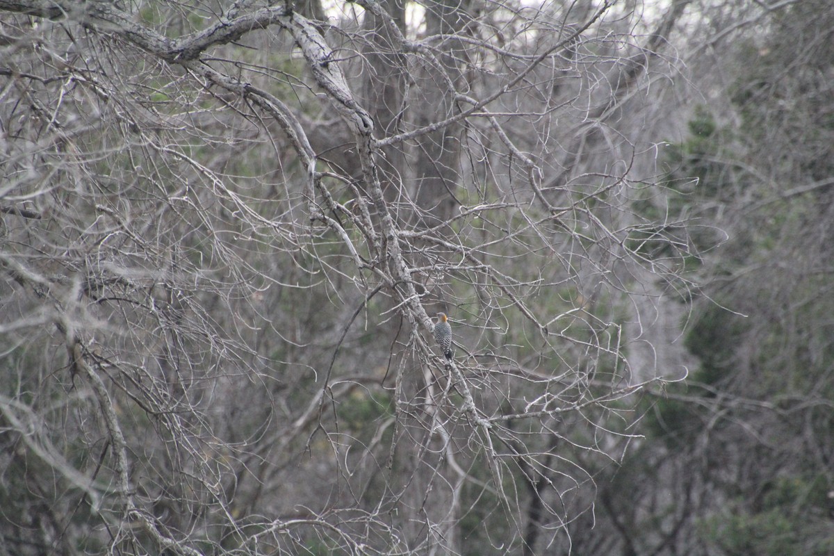 Golden-fronted Woodpecker - ML626815255