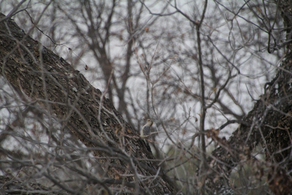 Golden-fronted Woodpecker - ML626815258