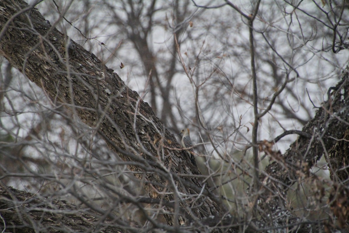 Golden-fronted Woodpecker - ML626815262