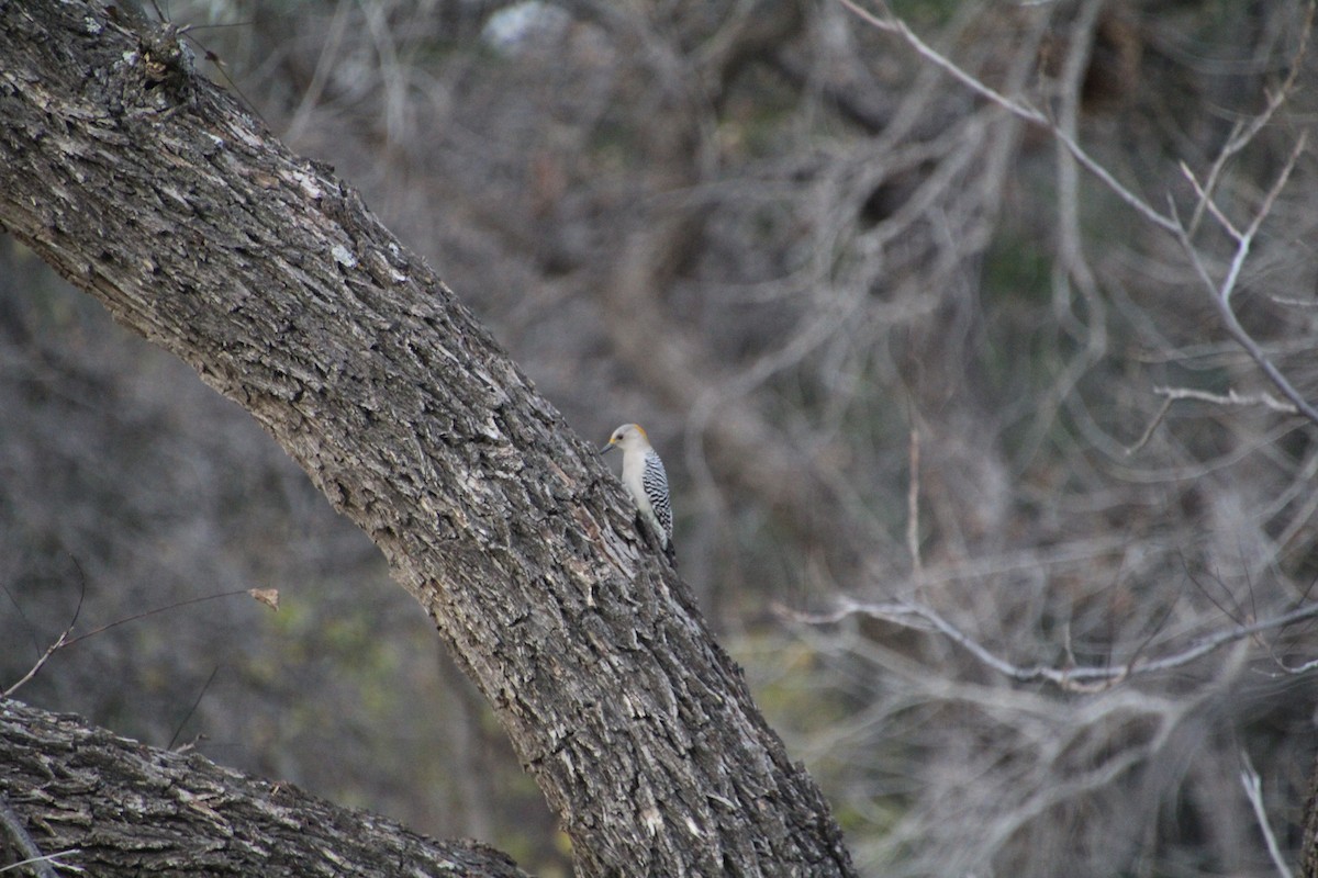 Golden-fronted Woodpecker - ML626815264