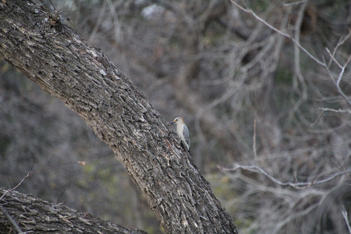 Golden-fronted Woodpecker - ML626815265